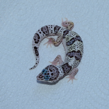 Mack Snow Leopard Gecko Hatchling