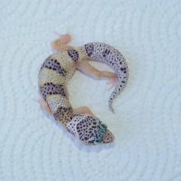 Eclipse Leopard Gecko Hatchling