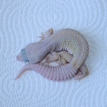 Blizzard Leopard Gecko Juvenile