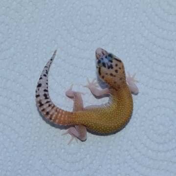 SHTCT Eclipse Leopard Gecko Hatchling