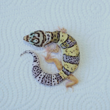 Normal Leopard Gecko Hatchling
