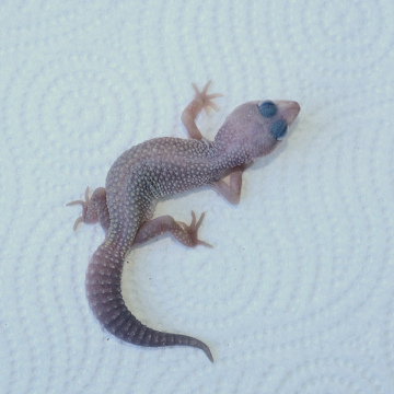 Blizzard Eclipse Leopard Gecko Hatchling