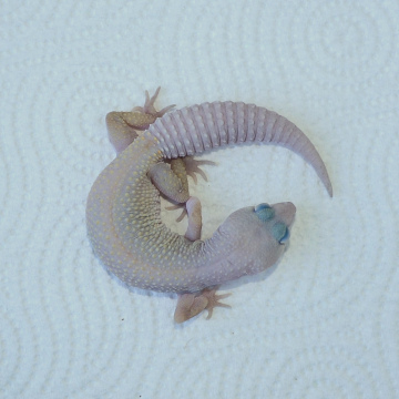 Blizzard Leopard Gecko Juvenile