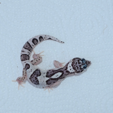 Mack Snow Leopard Gecko Hatchling