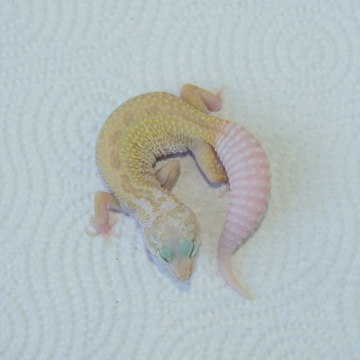 Murphy's Patternless Leopard Gecko Juvenile