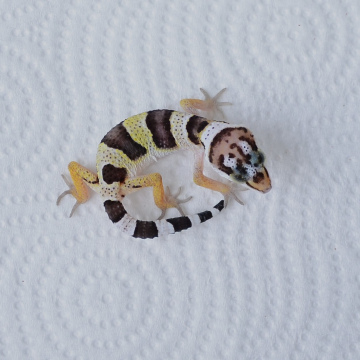Normal Leopard Gecko Hatchling