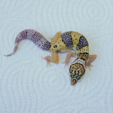 Normal Leopard Gecko Hatchling