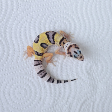 Normal Leopard Gecko Hatchling