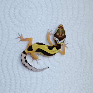 Bold Stripe Leopard Gecko Hatchling