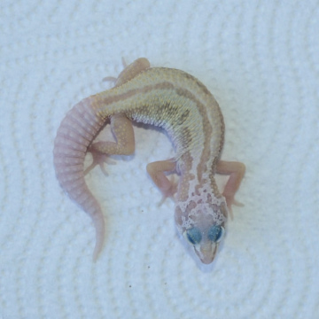 Murphy's Patternless Leopard Gecko Hatchling