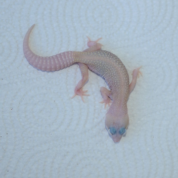Blizzard Eclipse Leopard Gecko Juvenile