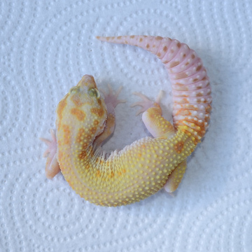 RAPTOR Leopard Gecko Juvenile