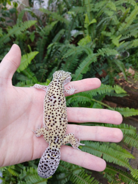 Female Mack Snow Leopard Gecko Adult