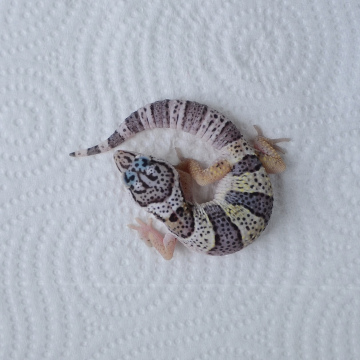Normal Leopard Gecko Hatchling