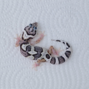 Mack Snow Leopard Gecko Hatchling